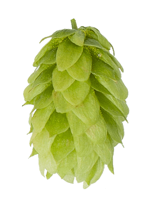 Lúpulo Hallertau Mascraft Hops