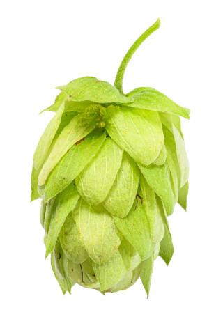 Lúpulo Saaz Mascraft hops