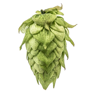 Lúpulo Centennial disponible en Mascraft Hop
