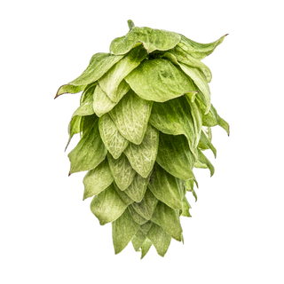 Lúpulo Chinook Mascraft hop