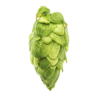 Lúpulo Citra