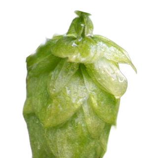 Lúpulo Peacharine