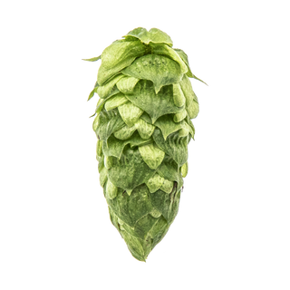 Lúpulo Simcoe